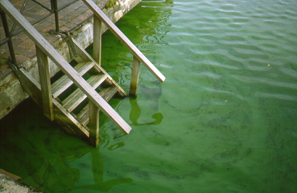 Ehdota palkinnon saajaa tammikuun loppuun menness&auml;:  Pelasta It&auml;meri -palkinto jaetaan Vene 20 B&aring;t -messuilla - Uutinen - Totalvene.fi