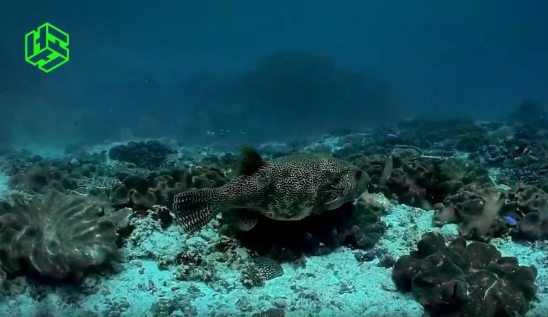 Heurekassa voi kurkistaa meren uumeniin: Planetaarion kev&auml;&auml;n ohjelmistossa merellinen luontodokumentti - Uutinen - Totalvene.fi