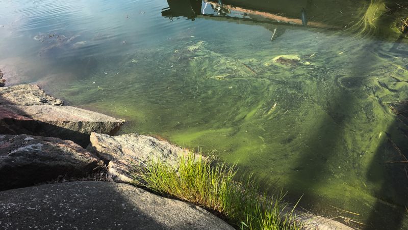 Suomen ymp&auml;rist&ouml;keskus tiedottaa: Sinilev&auml;n m&auml;&auml;r&auml; merialueilla lis&auml;&auml;ntynyt huomattavasti - Uutinen - Totalvene.fi