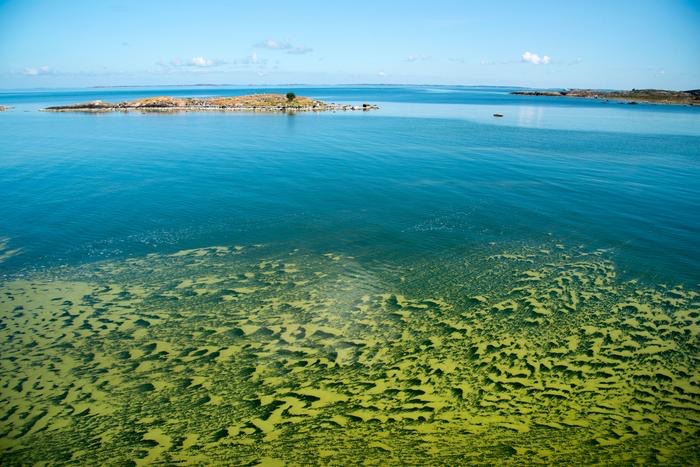 Sinilev&auml;t ovat tuloillaan &ndash; Sinilev&auml;kukinta alkaa yleens&auml; aikaisintaan juhannuksen j&auml;lkeen - Uutinen - Totalvene.fi
