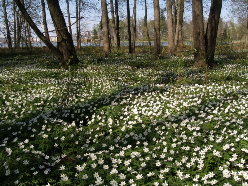 Kev&auml;t on peruttu: Terminen kev&auml;t ei voi tulla, jos v&auml;liss&auml; ei ole termist&auml; talvea - Uutinen - Totalvene.fi