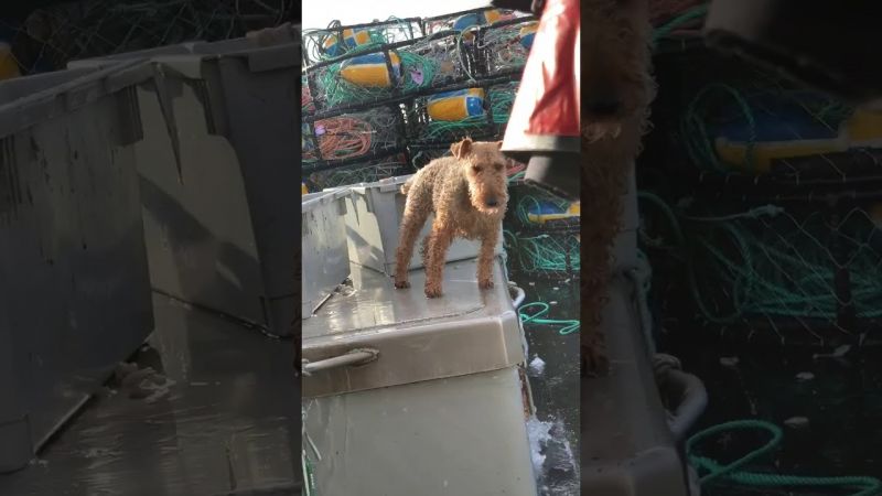 T&auml;ll&auml; koiralla on hyv&auml;t merijalat:  Kokenut laivakoira ottaa aluksen keinumisen rennosti &ndash; Katso video! - Uutinen - Totalvene.fi