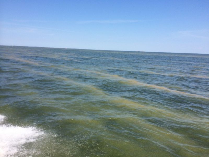 Merialueilla tuuli on sekoittanut sinilev&auml;t veteen &ndash; Vahvimmat sinilev&auml;lautat Tukholman edustalla - Uutinen - Totalvene.fi