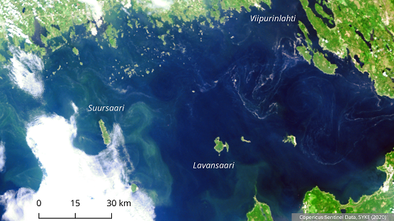 Sinilev&auml;esiintym&auml;t runsastuivat juhannusviikolla -Tyynell&auml; s&auml;&auml;ll&auml; kukinnot kasvavat nopeasti - Uutinen - Totalvene.fi