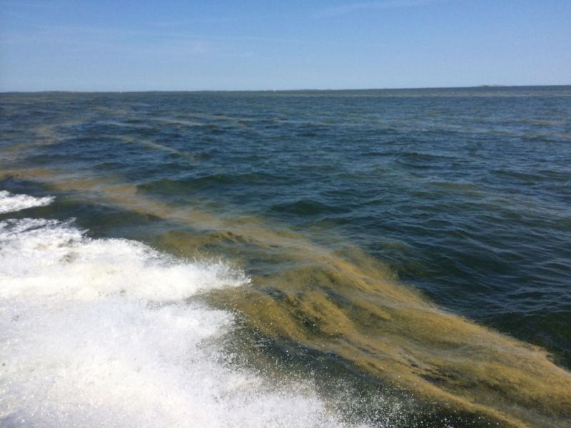 Vesist&ouml;jen sinilev&auml;seurantaa tehostetaan &ndash; Kansalaishavainnoilla t&auml;rke&auml; rooli - Uutinen - Totalvene.fi