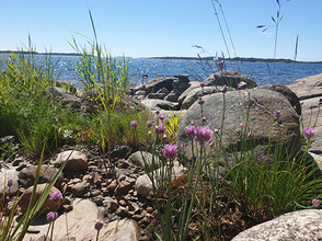 Gullkronassa tapahtuu Koko perheen kes&auml;tapahtumassa juhlitaan vedenalaista monimuotoisuutta - Uutinen - Totalvene.fi