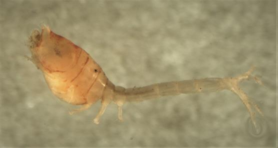 Vieraslajit &ndash; Suomen merialueilla l&ouml;ytyi j&auml;lleen uusi &auml;yri&auml;islaji  - Uutinen - Totalvene.fi