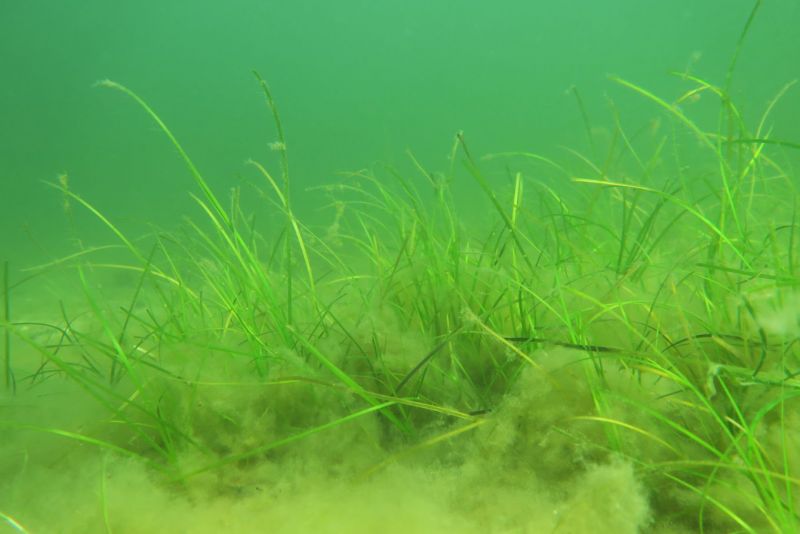 Laijkirjon monimuotoisuuden puolesta &ndash; Tammisaaren saariston kansallispuistossa istutettu meriajokas antaa lupaavia tuloksia - Uutinen - Totalvene.fi