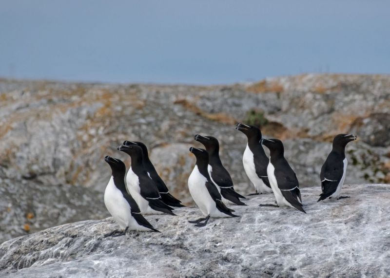 Saaristolintujen seurannassa surua ja iloa &ndash; It&auml;isell&auml; Suomenlahdella j&auml;lleen rauhoitettujen ruokkien joukkokuolema - Uutinen - Totalvene.fi