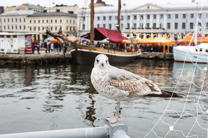 Saaristo ja makuherkut rantautuvat &ndash; Stadin Silakkamarkkinat tuo kaivattua toritunnelmaa - Uutinen - Totalvene.fi