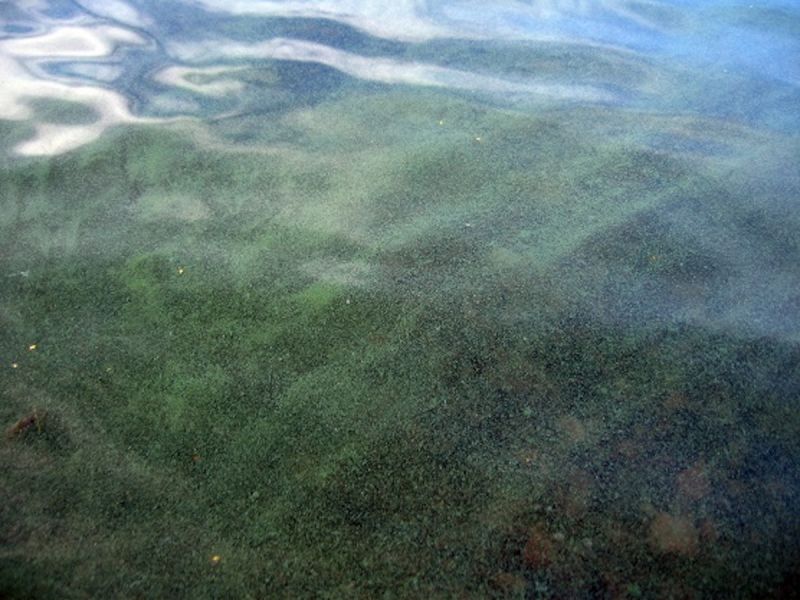 Sis&auml;vesill&auml; ja rannikolla maltillisesti sinilev&auml;&auml; &ndash; Suomenlahden suulla ja avomerell&auml; havainnot lis&auml;&auml;ntyneet - Uutinen - Totalvene.fi