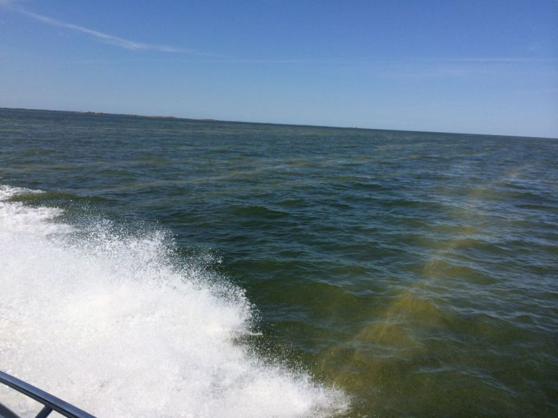 Vieno-myrsky hillitsi sinilev&auml;n kasvua merialueilla &ndash; J&auml;rvill&auml; havainnot hieman lis&auml;&auml;ntyneet - Uutinen - Totalvene.fi