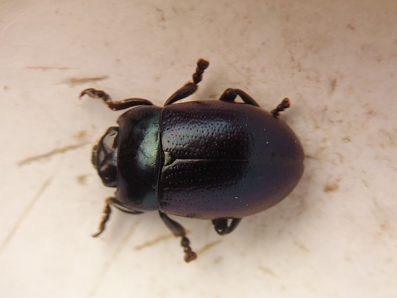 "P&auml;r&auml;ytt&auml;v&auml; l&ouml;yt&ouml;" &ndash; Mets&auml;hallituksen kartoittajat tekiv&auml;t merkitt&auml;vi&auml; uhanalaisten lajien l&ouml;yt&ouml;j&auml; Saaristomerelt&auml; - Uutinen - Totalvene.fi