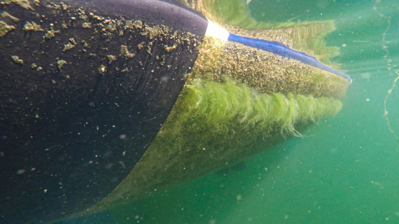 Huviveneetkin kuljettavat vieraslajeja &ndash; Vieraslajit levi&auml;v&auml;t pohjiin kiinnittynein&auml; - Uutinen - Totalvene.fi