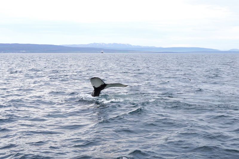 Merellinen n&auml;yttely WAMissa &ndash; Ep&auml;varma horisontti -n&auml;yttely tarkastelee muuttuvaa merta  - Uutinen - Totalvene.fi