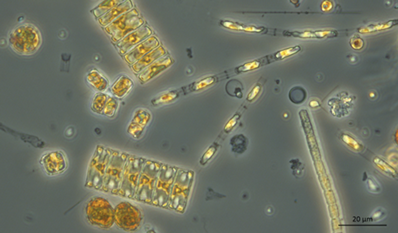 Geneettiset menetelm&auml;t valjastetaan merenhoidon tueksi &ndash; Tavoitteena biodiversiteettiseurannan tehostaminen - Uutinen - Totalvene.fi