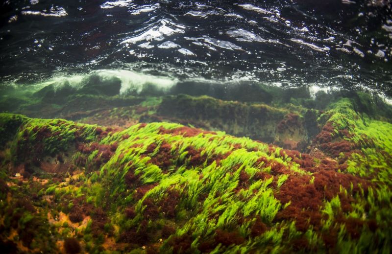 Ruotsalainen tuulij&auml;tti sitoutuu It&auml;meren meriluonnon suojelemiseen  &ndash; Lupaus kattaa kaikki yhti&ouml;n hankkeet It&auml;merell&auml; - Uutinen - Totalvene.fi