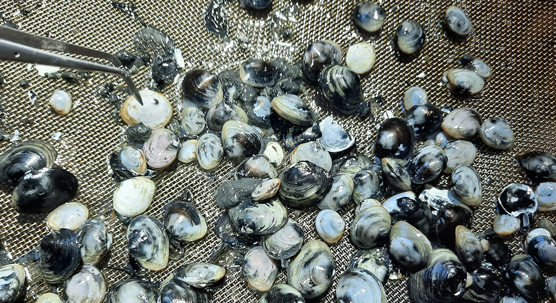 SYKE selvitti Suomen merialueiden tilaa &ndash; Suomenlahti k&auml;rsii edelleen hapettomuudesta - Uutinen - Totalvene.fi