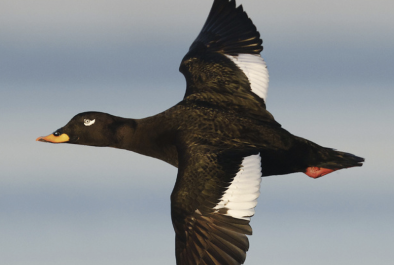 Erinomainen joululahjaidea luontoharrastajalle &ndash; Jurmon linnut yksiss&auml; kansissa - Uutinen - Totalvene.fi