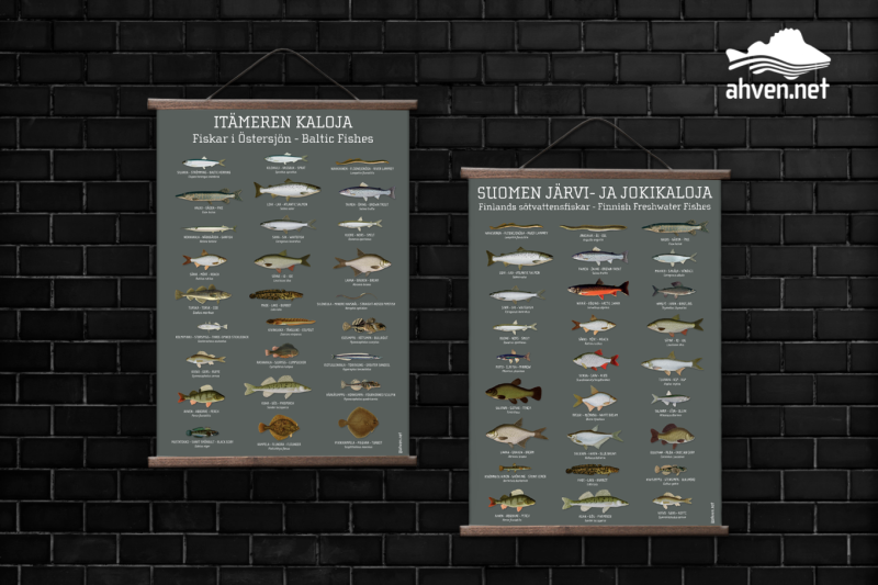 It&auml;meren kaloja ja Suomen j&auml;rvi- ja jokikaloja -julisteet &ndash; Uudistetut kalajulisteet nyt saatavilla - Uutinen - Totalvene.fi