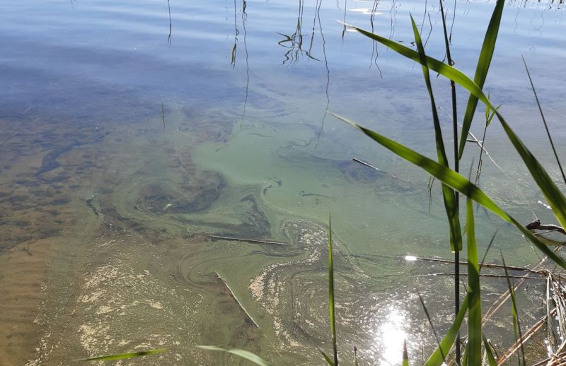 Juhannusviikolla sinilev&auml;havainnot lis&auml;&auml;ntyneet sis&auml;vesill&auml; &ndash; Merell&auml; sinilev&auml;tilanne on viel&auml; rauhallinen - Uutinen - Totalvene.fi