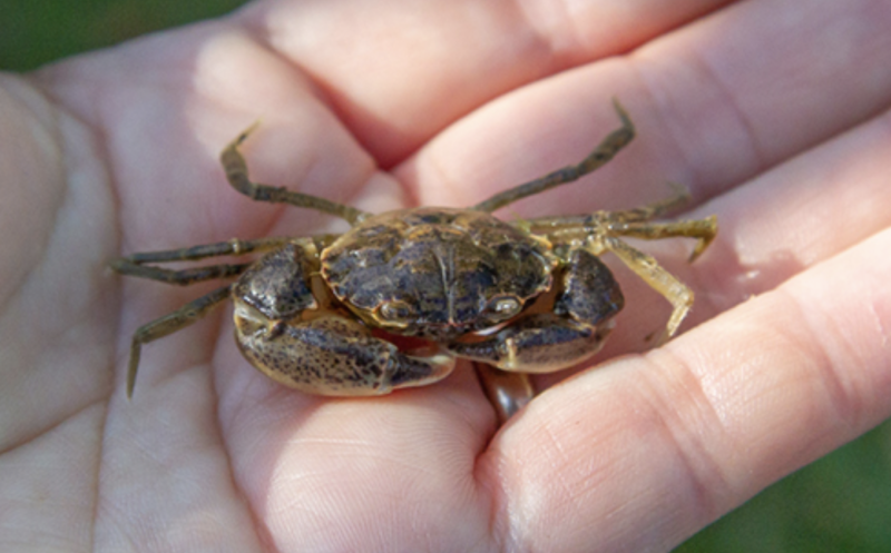 Kansalaisten havaintoja kaivataan &ndash; Liejutaskurapu levitt&auml;ytynyt jo p&auml;&auml;kaupunkiseudulle - Uutinen - Totalvene.fi