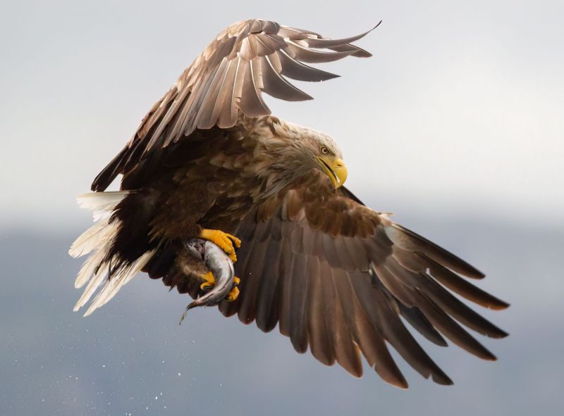 Tuore tutkimus osoittaa &ndash; Menestyv&auml; merikotka painaa saalislajit ahtaalle - Uutinen - Totalvene.fi