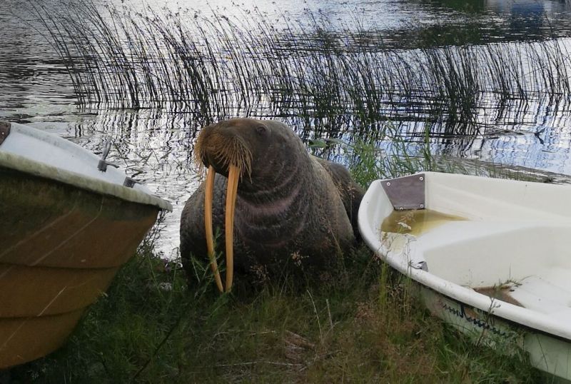 Haminassa harvinainen vieras &ndash; Mursu rantautui Haminaan - Uutinen - Totalvene.fi