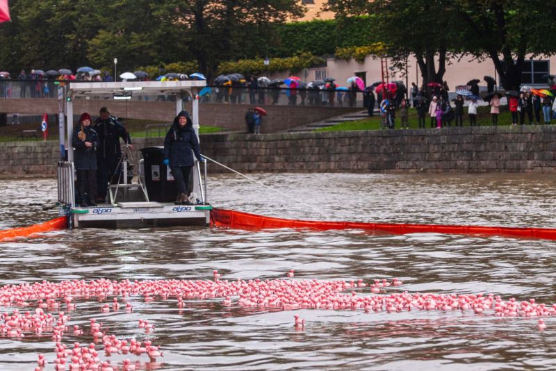 Kylpyankat kisasivat Turussa &ndash; Posankkojen uimakisa ker&auml;si j&auml;ttiyleis&ouml;n Aurajoen rannoille - Uutinen - Totalvene.fi