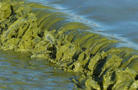 Sinilev&auml; &ndash; Tilanne on keskim&auml;&auml;r&auml;ist&auml; parempi sis&auml;vesill&auml;, mutta merialueilla on syyt&auml; varovaisuuteen - Uutinen - Totalvene.fi