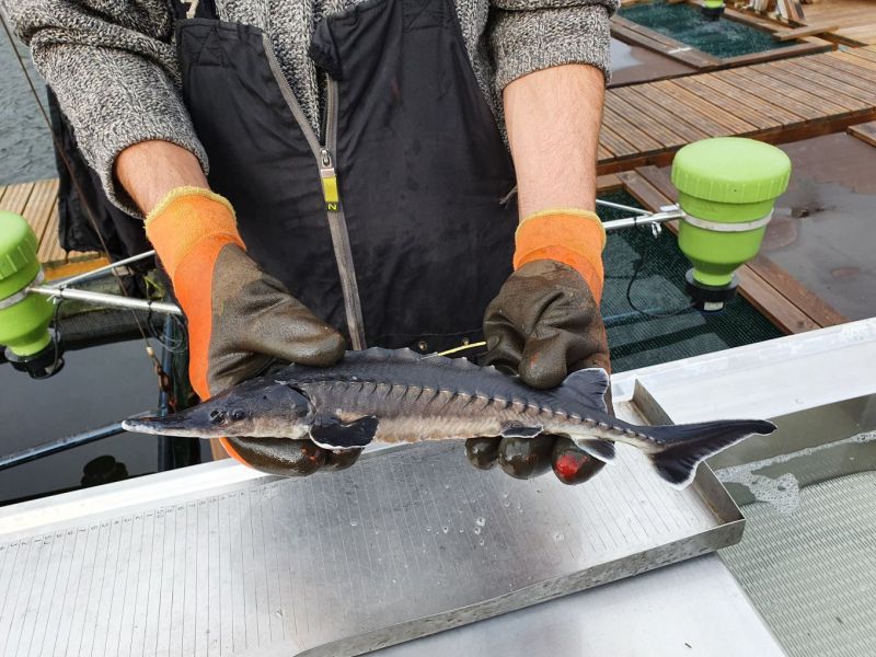 Sinisampi palautetaan It&auml;merelle &ndash; Ensimm&auml;iset istutussammet vapautetaan t&auml;n&auml;&auml;n - Uutinen - Totalvene.fi