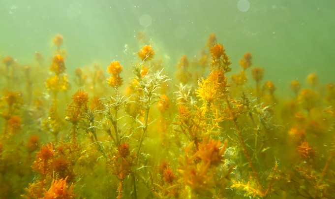 Kuinka hyvin luontoarvot toteutuvat k&auml;yt&auml;nn&ouml;ss&auml;? - Vedenalaisille suojelualueille uusi arviointimenetelm&auml; - Uutinen - Totalvene.fi