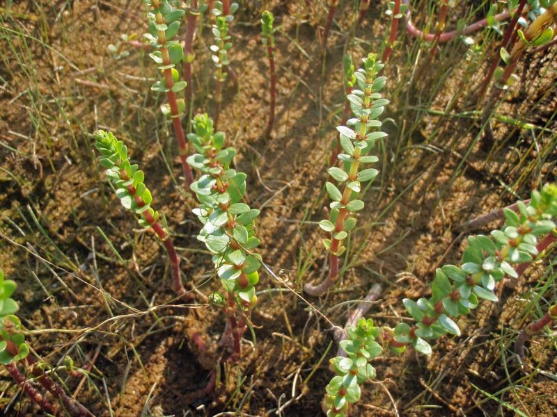Mereisten uhanalaisten lajien kartoitus paljasti, ett&auml; erityisesti rantarakentaminen ja ruovikoituminen lis&auml;&auml;v&auml;t It&auml;meren lajikatoa &ndash; Suomenlahdelta tehtiin my&ouml;s ilahduttavia l&ouml;yt&ouml;j&auml; - Uutinen - Totalvene.fi