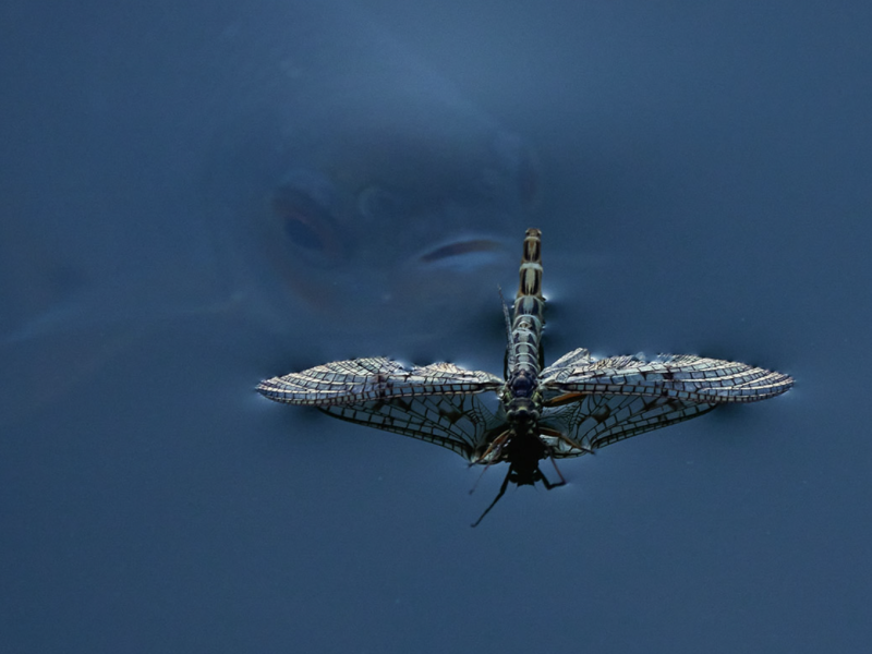 Vuoden Luontokuva -kilpailu &ndash; Vuoden parhaat luontokuvat n&auml;ytille Haltiaan - Uutinen - Totalvene.fi