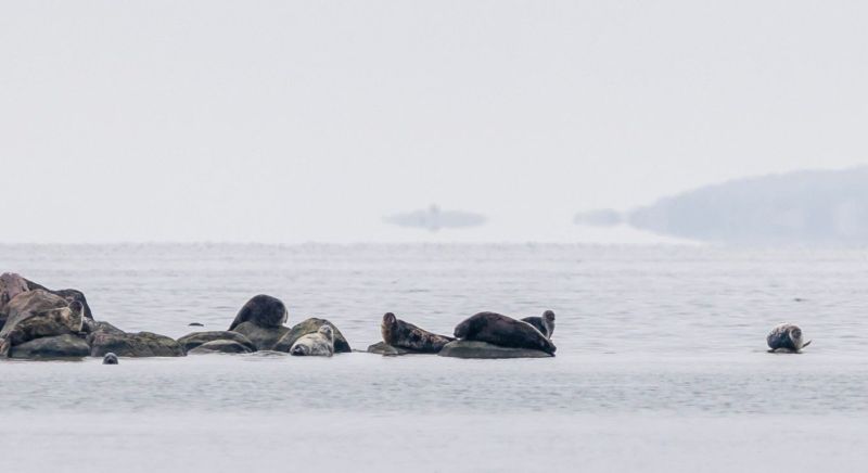 Uutuus WWF:n Luontolivess&auml;:  Saaristomeren norppalive kuvaa it&auml;merennorppien lekottelua lounaisessa saaristossa - Uutinen - Totalvene.fi