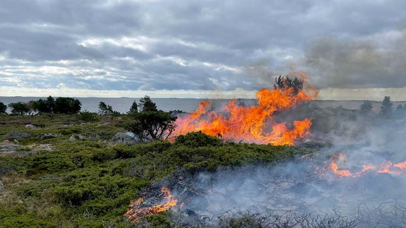 Saaristomeren kansallispuistossa kulotetaan  &ndash;  Jurmon harjusaaria uhkaa umpeen kasvaminen - Uutinen - Totalvene.fi