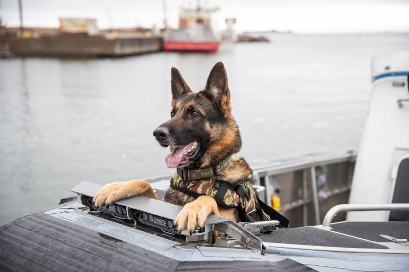 Suomenlahden merivartiosto esittelee toimintaansa Kotkan Merip&auml;ivill&auml; &ndash; Turva ja nelijalkainen karvakaveri - Uutinen - Totalvene.fi