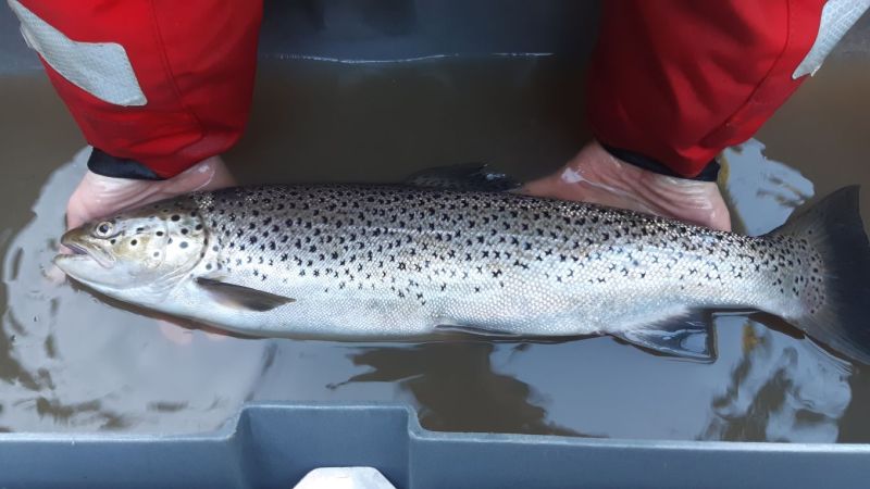 Kruunusiltojen kalastotutkimus &ndash; Siltaty&ouml;maa ei haitannut kalojen poikastuotantoa tai vaelluskalojen kulkua - Uutinen - Totalvene.fi