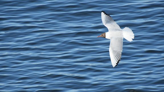 Suomen suurin siltahanke hiljeni kes&auml;kuun loppuun saakka &ndash; Sillanrakentajat haluavat turvata saaristolintujen pesint&auml;&auml; - Uutinen - Totalvene.fi