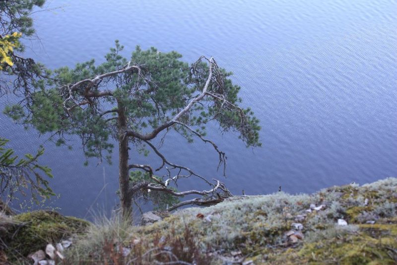 Riski laajoille sinilev&auml;kukinnoille &ndash; Lev&auml;seuranta k&auml;ynnistyy Kaakkois-Suomessa - Uutinen - Totalvene.fi