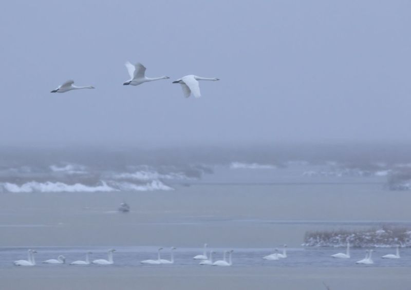 Lintujen pesint&auml;&auml; turvataan kansallispuistojen liikkumisrajoitusalueilla &ndash; &ldquo;Jos lintu l&auml;htee pes&auml;st&auml;&auml;n veneesi l&auml;hestyess&auml;, olet mennyt liian l&auml;helle&rdquo; - Uutinen - Totalvene.fi