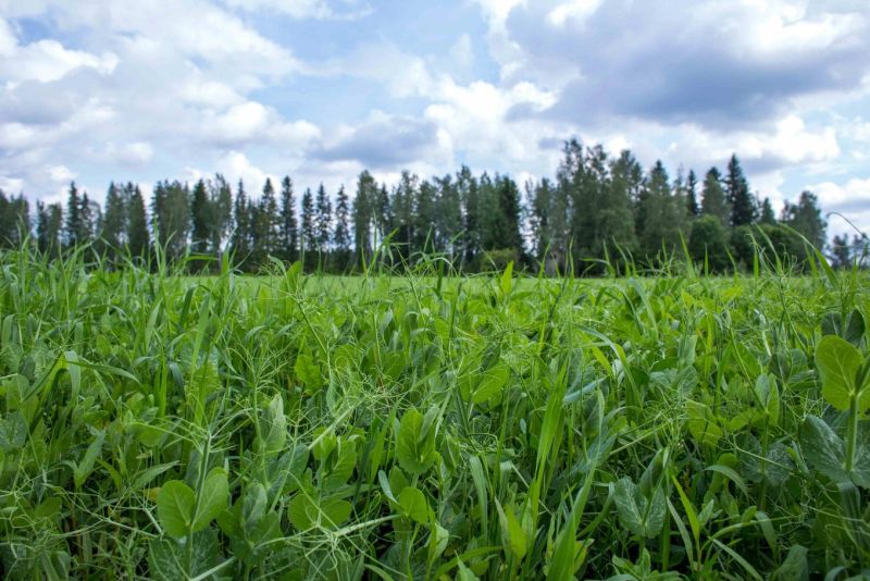 Kev&auml;tkylv&ouml;t ovat k&auml;sill&auml;, mutta kuinka voivat vesist&ouml;t? &ndash; Luomuviljely on yksi ratkaisu vesist&ouml;jen rehev&ouml;itymiseen - Uutinen - Totalvene.fi