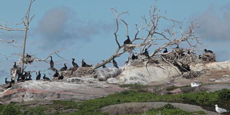 Lauhempi talvi edesauttoi lintujen selviytymisen &ndash; Suomen merimetsokanta kasvoi yli kymmenen prosenttia - Uutinen - Totalvene.fi