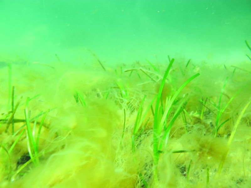 Ensimm&auml;iset meriajokkaan siirtoistutukset toteutettiin Meriniitty-hankkeessa &ndash; Ruotsista saadut tulokset ovat rohkaisevia - Uutinen - Totalvene.fi