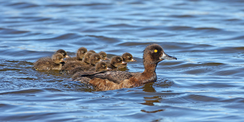 Pienpetopyynti auttaa saaristolinnustoa &ndash; Merenkurkun saaristosta saatiin lupaavia tuloksia - Uutinen - Totalvene.fi