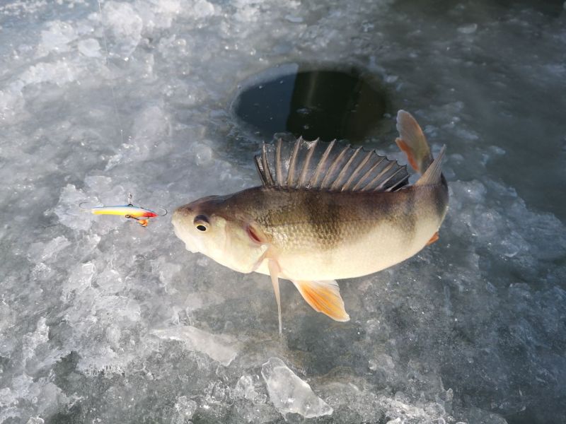 Talvilomien kalastustapahtumia nuorille ja aikuisille &ndash; Pilkki&auml; voi my&ouml;s turvallisesti laiturilta - Uutinen - Totalvene.fi