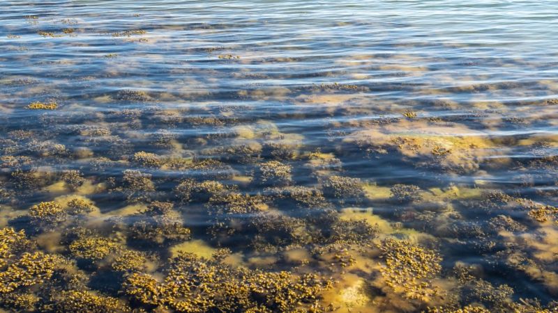 SAARI-hanke tehnyt ensimm&auml;isen kartoituksensa &ndash; Gullkronan suojelualue seurannassa - Uutinen - Totalvene.fi