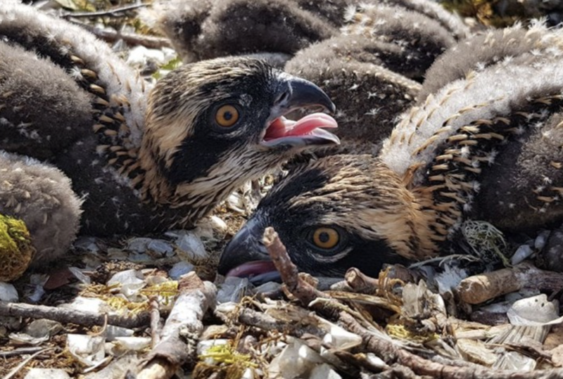 Suosittu s&auml;&auml;ksikamera palaa WWF:n Luontoliveen &ndash; L&auml;hes kolme miljoonaa katselukertaa viime vuonna - Uutinen - Totalvene.fi