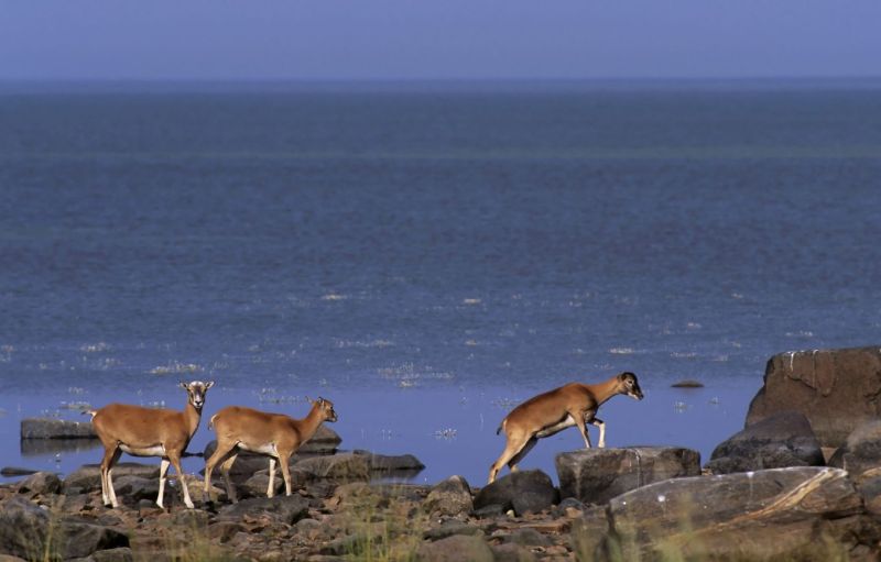 S&auml;pin majakka 150 vuotta &ndash;  Selk&auml;meren kansallispuistossa juhlitaan 150-vuotiasta majakkaa 10.-11.6. - Uutinen - Totalvene.fi