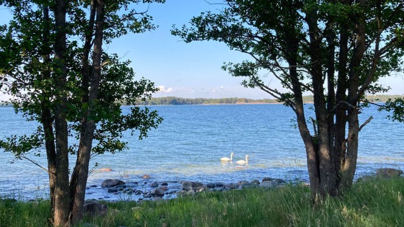 Stora Fager&ouml;n merialue haetaan suojelun piiriin &ndash; Meriajokasniityt ovat It&auml;meren koralliriuttoja - Uutinen - Totalvene.fi